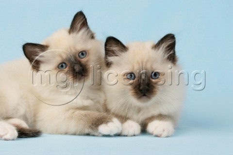 Two cats on blue backdrop CK357