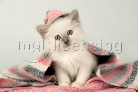 White kitten on blanket CK364