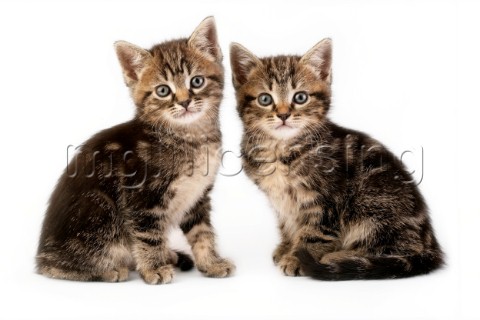 Two kittens facing CK398