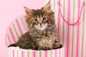 Kitten in box (CK401)