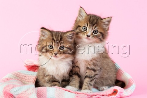 Two kittens on blanket CK408
