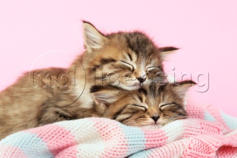 Kittens asleep on blanket CK409