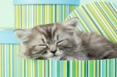 Grey kitten sleeping (CK411)