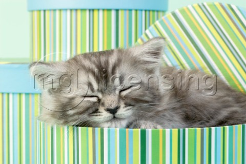 Grey kitten sleeping CK411