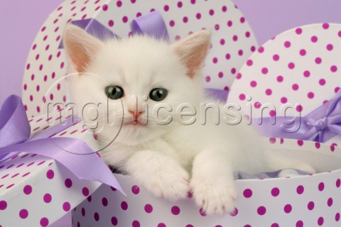 White kitten in box CK412