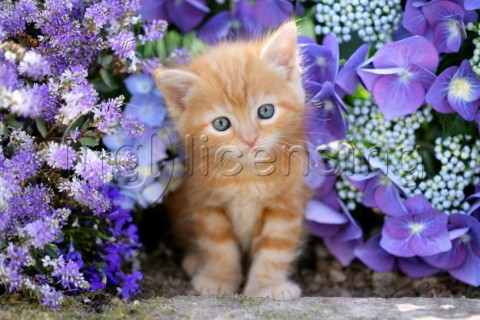 Ginger cat in flowers CK419
