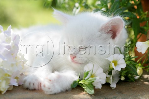 Kitten asleep in flowers CK425