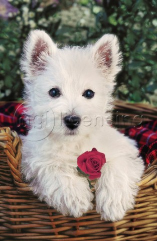 Dog with flower A126