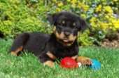 Rottweiler puppy and toy (A287)