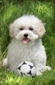 Dog with football (DP104)