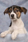 Jack Russell puppy (DP237)