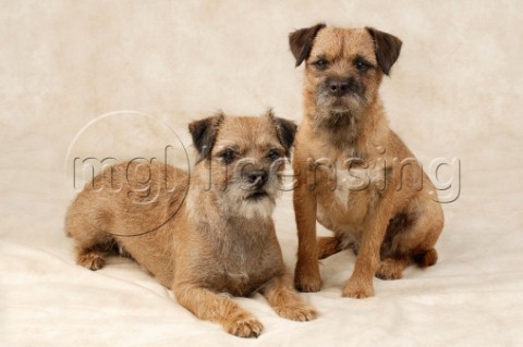 Two scruffy dogs DP261