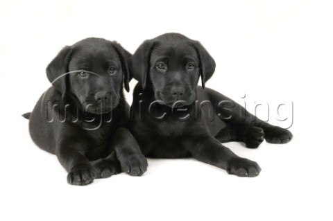 Two black Labrador puppies DP281