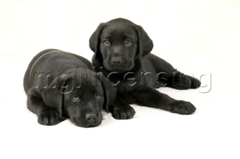 Two black Labrador puppies DP281A