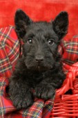 Scottish Terrier (DP348)