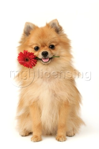Dog with flower DP409
