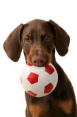 Dog with ball (DP434)