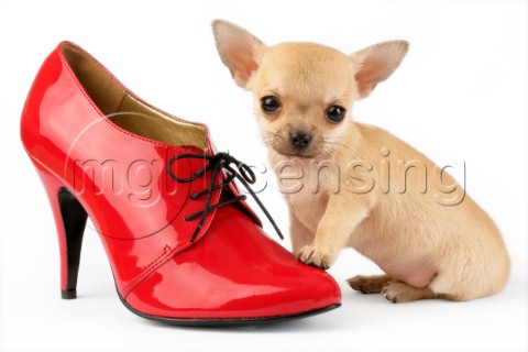 Chihuahua and shoe DP552