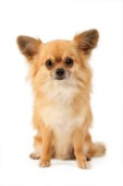 Hairy Chihuahua (DP573)