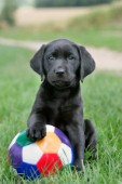 Black Labrador and ball (DP602)