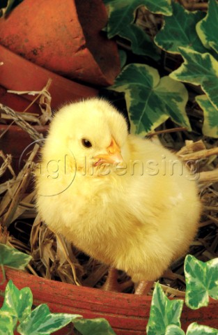 Chick in pot A277