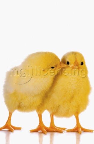 Easter chicks EA501