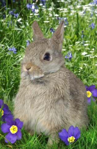 Rabbit and flowers EA505