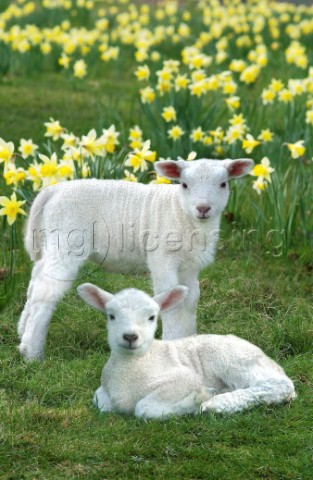 Two lambs EA508