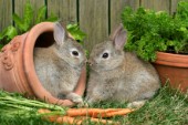 Two rabbits (EA529)
