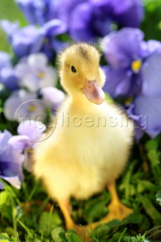Duck with flowers EA539
