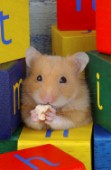 Alphabet hamster (HA104)