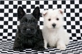 Checked Terriers (DP643)