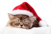 Sleeping Christmas cat (C573)