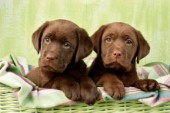 Two chocolate Labrador puppies (DP658)