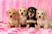 Four puppies (DP664)