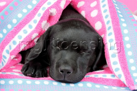 Labrador pup asleep DP695
