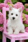 White puppy on seat (DP696)