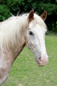 Grey horse portrait (H136)