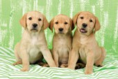 Labrador puppies in lime green (DP710)