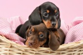 Puppies cuddling in basket (DP717)
