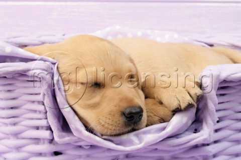 Labrador puppy asleep in lilac basket  DP723