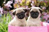 Two pug puppies (DP745)