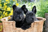 Two Black Scotty Pups in Basket (DP756)