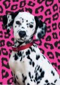 Dalmation with leopard print