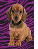 Dachshund with tiger print
