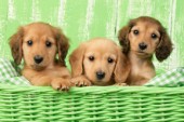Dachshunds in Lime Green DP761
