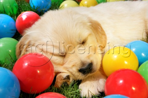 Puppy Asleep with Balls DP784