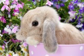 Bunny in Flower Garden EA559