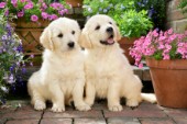 Two Puppies by Flowerpots DP790