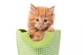 Cat in Lime Gingham CK488